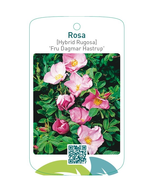 Rosa [Hybrid Rugosa] ‘Fru Dagmar Hastrup’