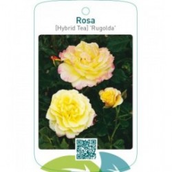 Rosa [Hybrid Tea] ‘Rugolda’