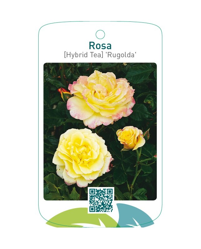 Rosa [Hybrid Tea] ‘Rugolda’