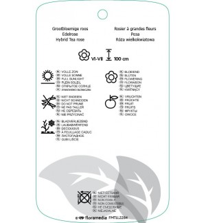 Etichette di Rosa [Hybrid Tea] ‘Rugolda’ *