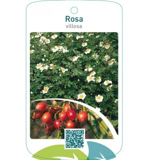 Rosa villosa