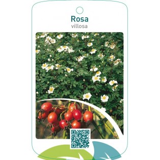 Rosa villosa