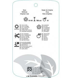 Etichette di Rosa virginiana *