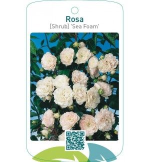 Rosa [Shrub] ‘Sea Foam’