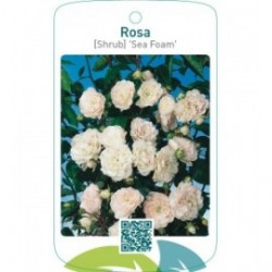 Rosa [Shrub] ‘Sea Foam’