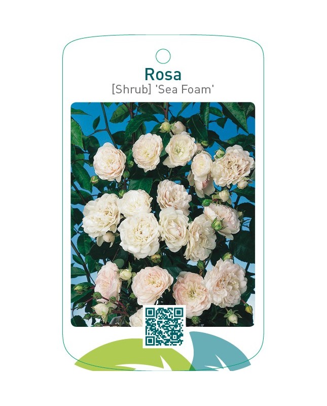 Rosa [Shrub] ‘Sea Foam’