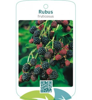 Rubus fruticosus