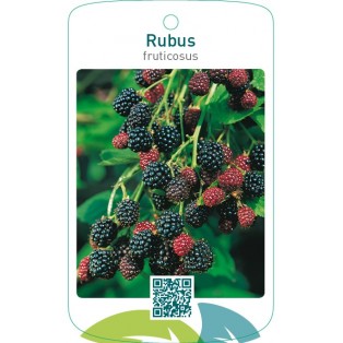 Rubus fruticosus
