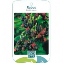 Rubus fruticosus
