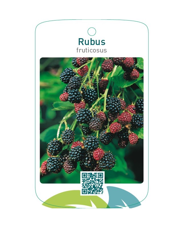 Rubus fruticosus