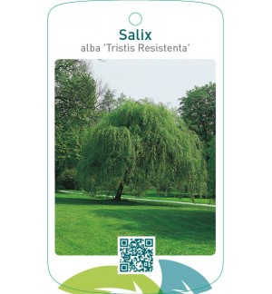 Salix alba ‘Tristis Resistenta’