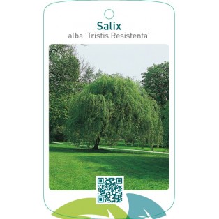Salix alba ‘Tristis Resistenta’