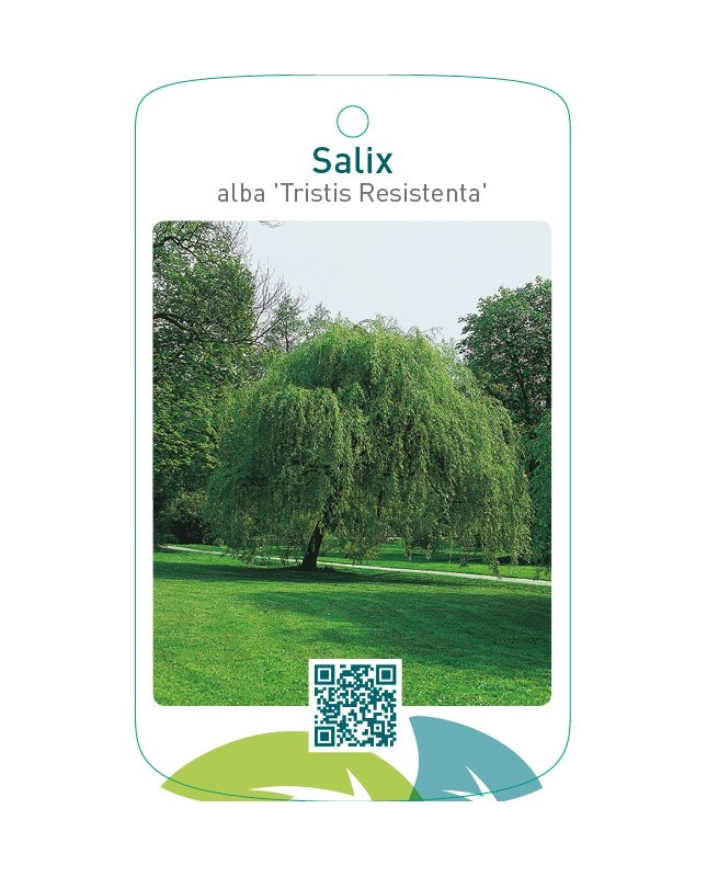 Salix alba ‘Tristis Resistenta’