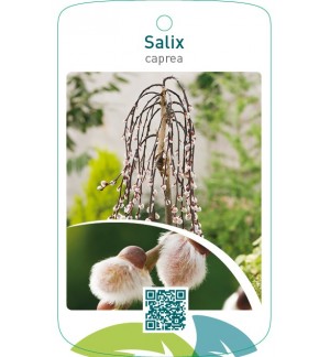 Salix caprea