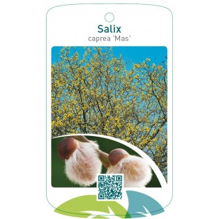 Salix caprea ‘Mas’