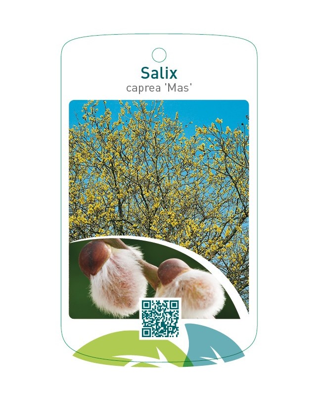 Salix caprea ‘Mas’