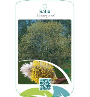 Salix ‘Silberglanz’