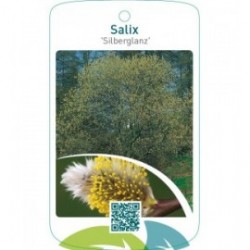Salix ‘Silberglanz’