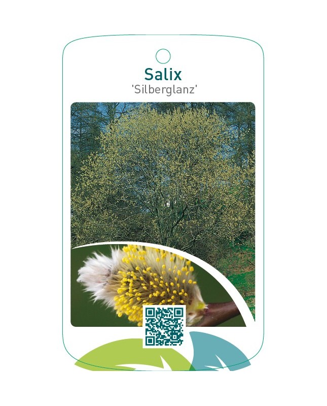 Salix ‘Silberglanz’