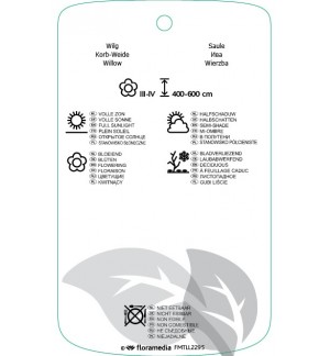 Etichette di Salix ‘Silberglanz’ *