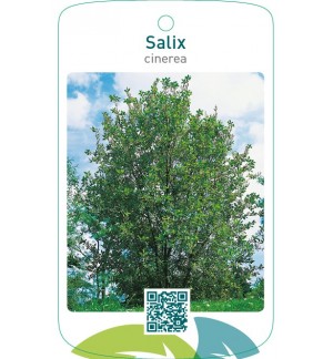 Salix cinerea