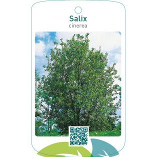 Salix cinerea