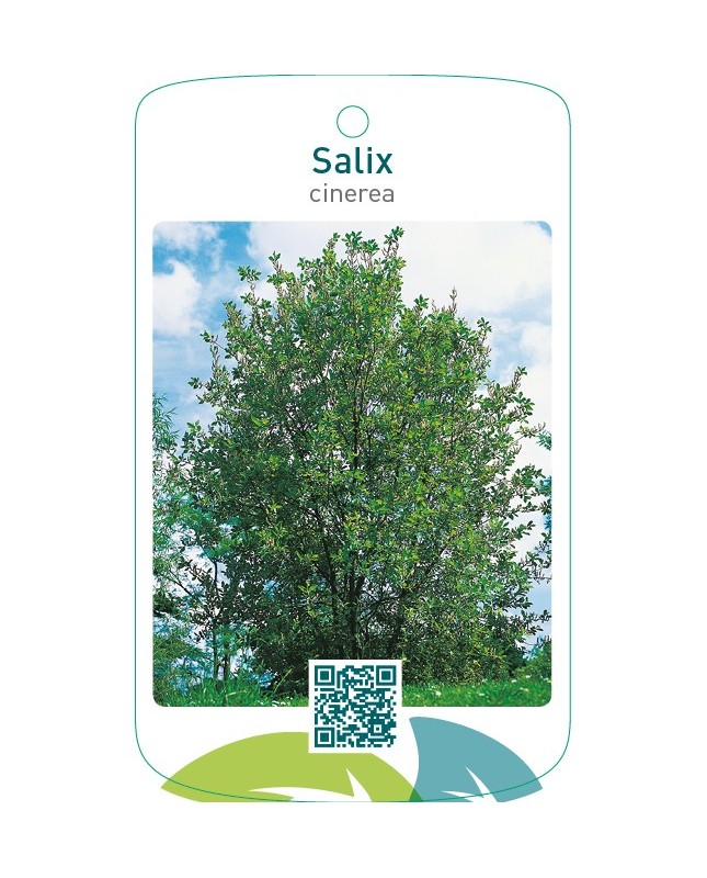 Salix cinerea