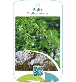 Salix ‘Erythroflexuosa’