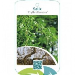 Salix ‘Erythroflexuosa’
