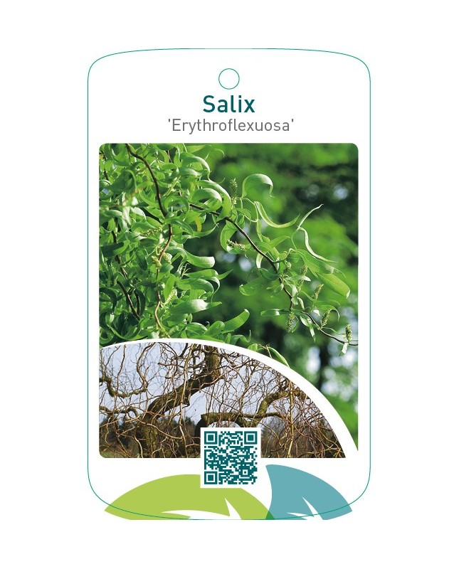 Salix ‘Erythroflexuosa’