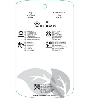 Etichette di Salix ‘Erythroflexuosa’ *