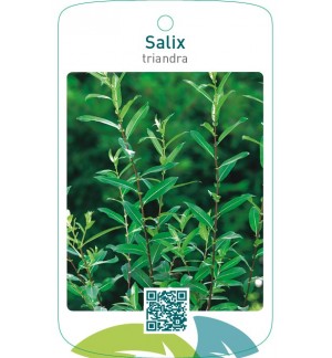 Salix triandra
