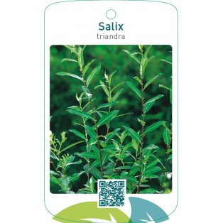 Salix triandra