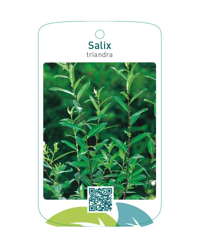 Salix triandra