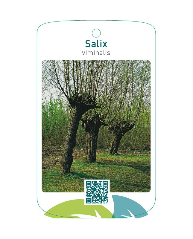 Salix viminalis