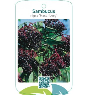 Sambucus nigra ‘Haschberg’