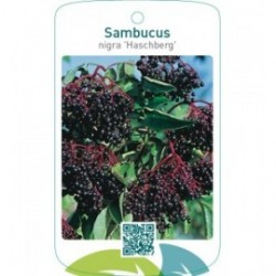 Sambucus nigra ‘Haschberg’