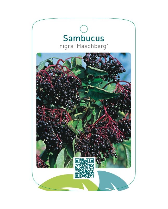 Sambucus nigra ‘Haschberg’