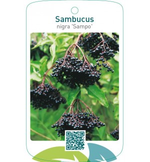 Sambucus nigra ‘Sampo’