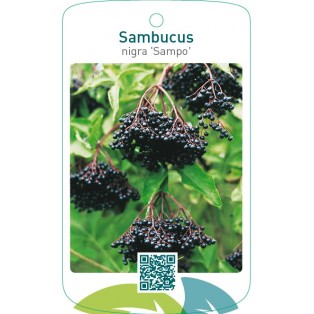 Sambucus nigra ‘Sampo’