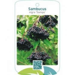 Sambucus nigra ‘Sampo’