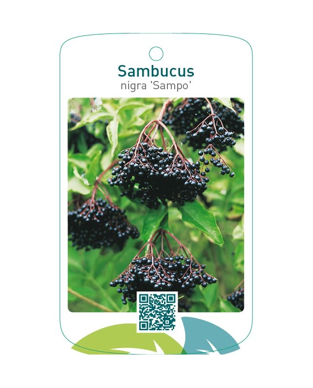 Sambucus nigra ‘Sampo’