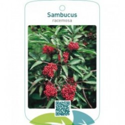 Sambucus racemosa