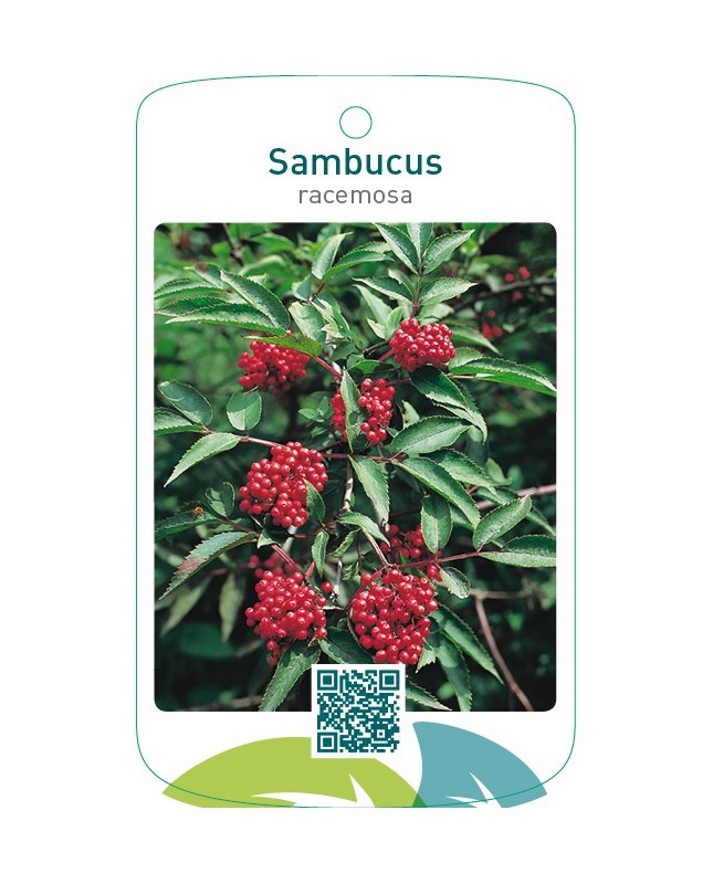 Sambucus racemosa
