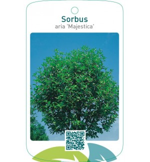 Sorbus aria ‘Magnifica’