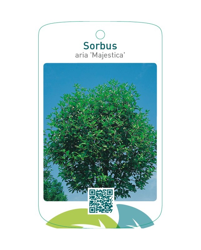 Sorbus aria ‘Magnifica’