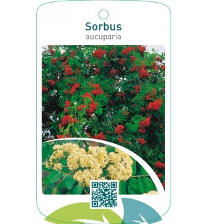 Sorbus aucuparia