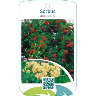 Sorbus aucuparia