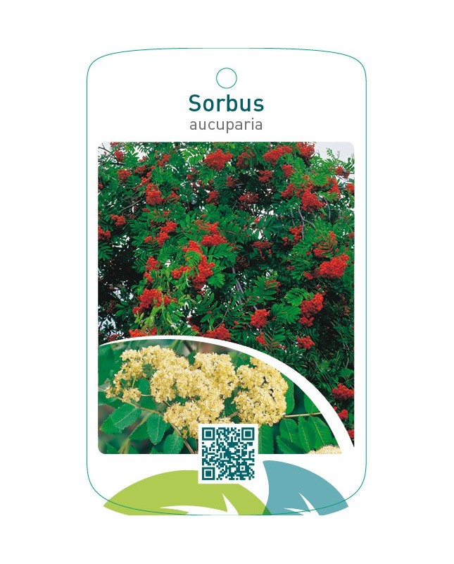 Sorbus aucuparia