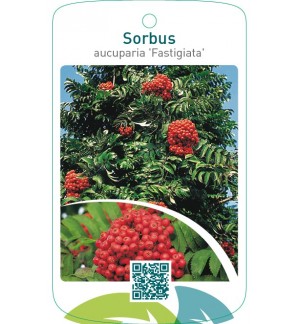 Sorbus aucuparia ‘Fastigiata’